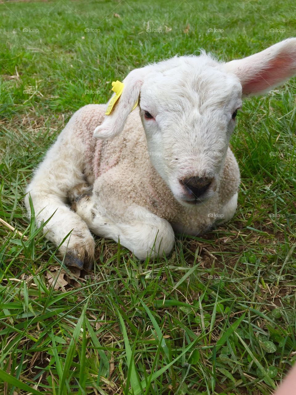Adorable sheep
