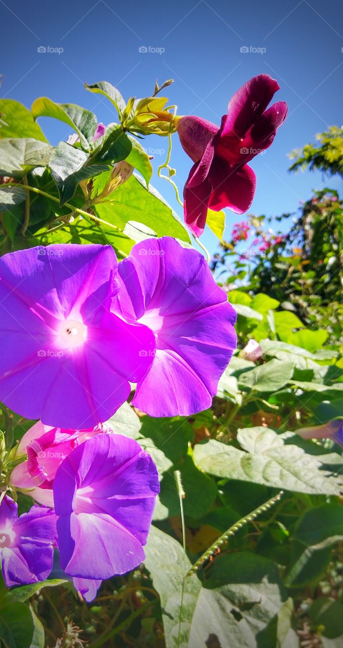 flor flores lilás vermelho