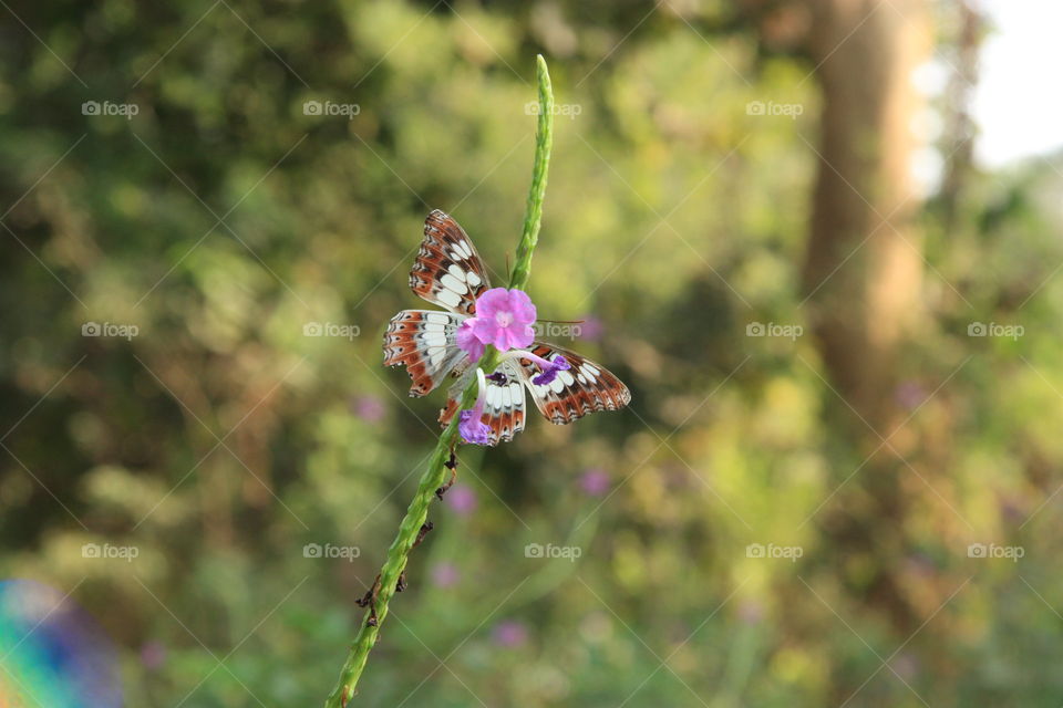 A butterfly on flower