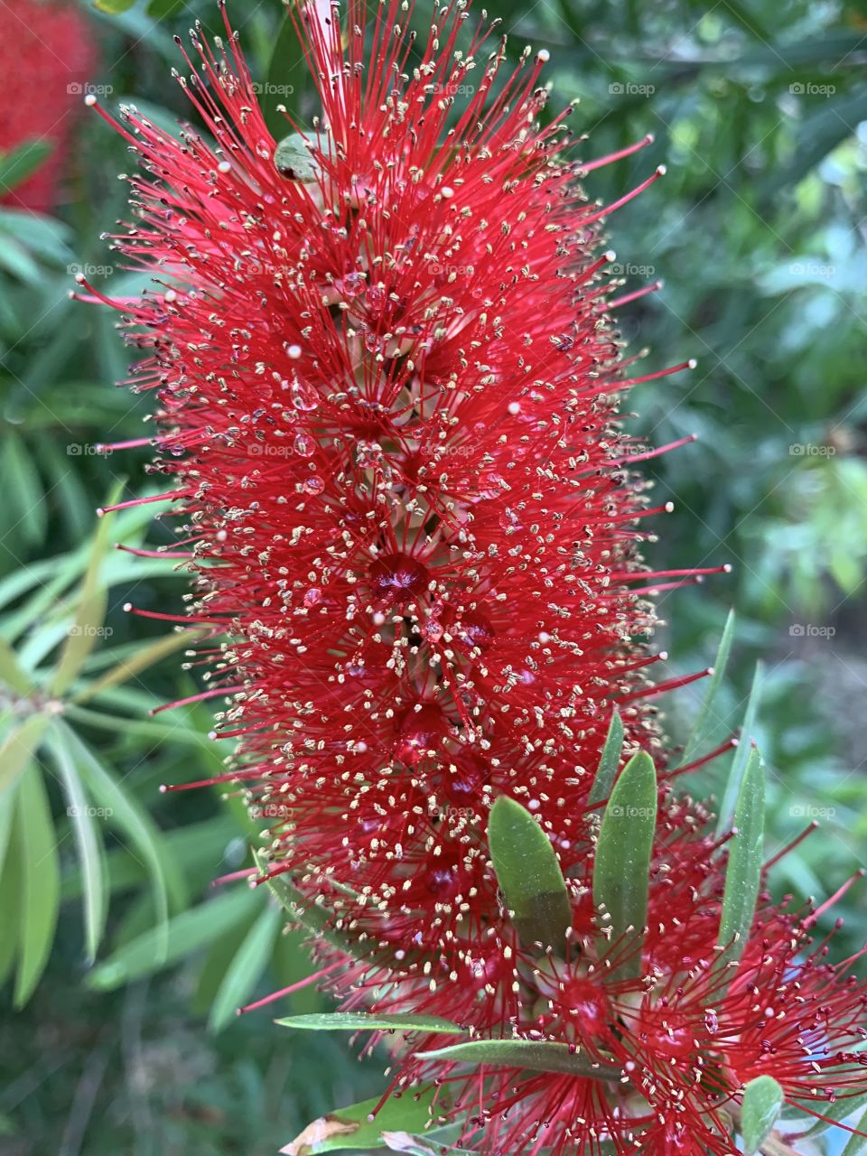 Red Bottlebrush plant in my yard that draws hummingbirds and butterflies. The flowers are followed by small, woody capsules that look like bead bracelets on the bark, and which last for years.