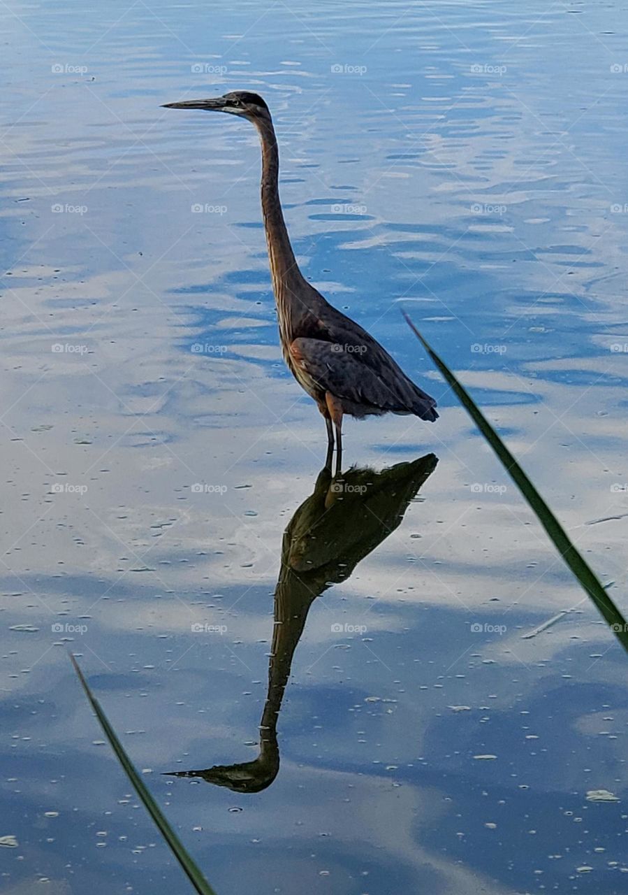 Great Blue Heron Reflections