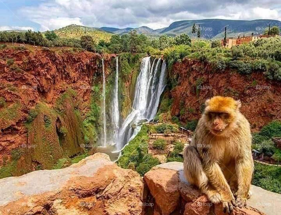 waterfalls monkeys 🐒