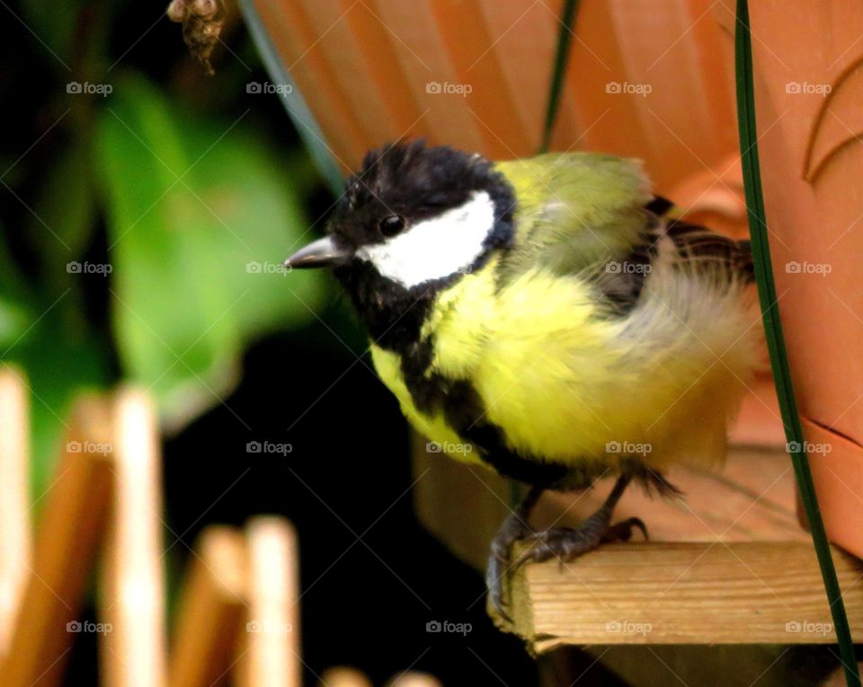 black tit