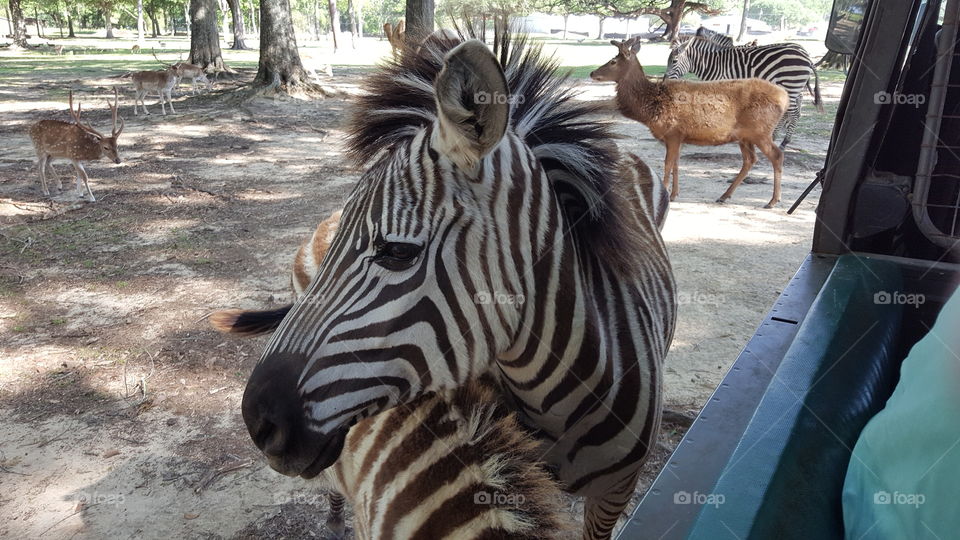 Zebra at wildlife preserve 2