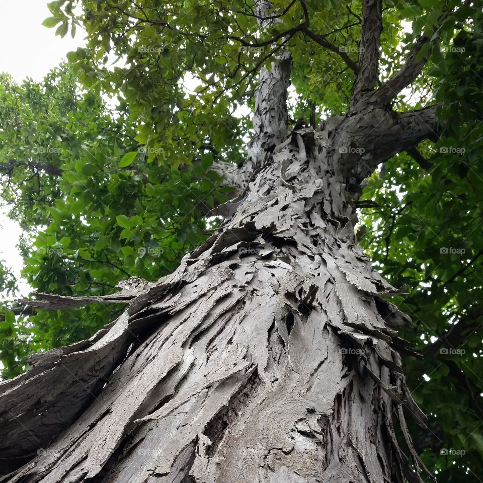 Shaggy Tree Bark