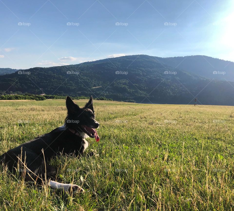 Doggo in the mountains