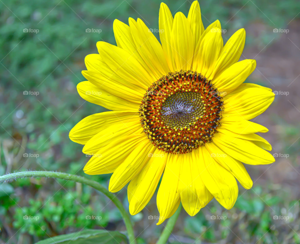 Sunflower