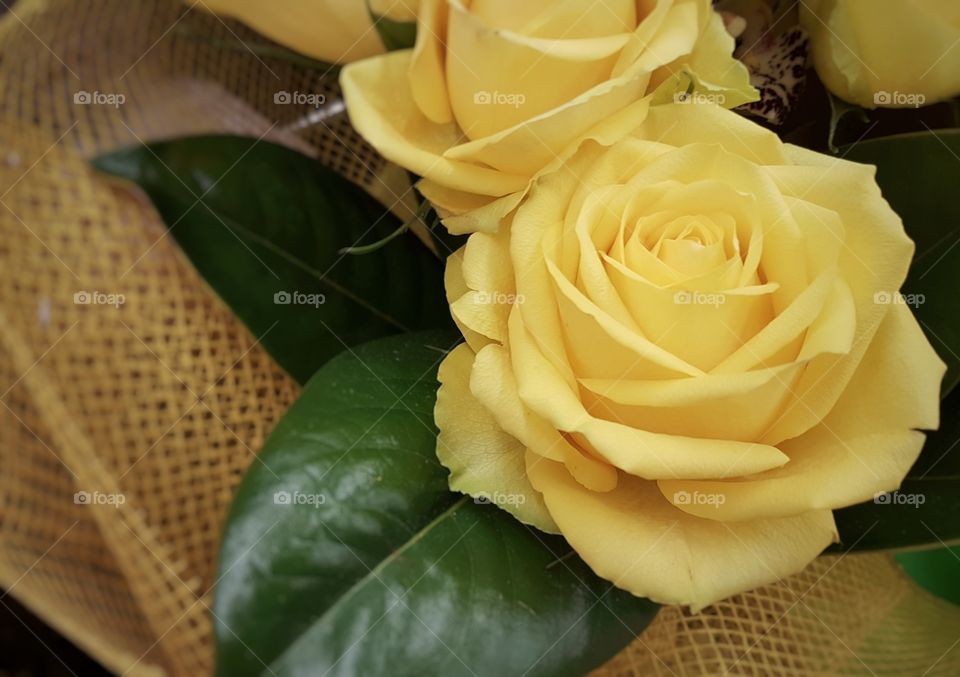 Yellow Rose