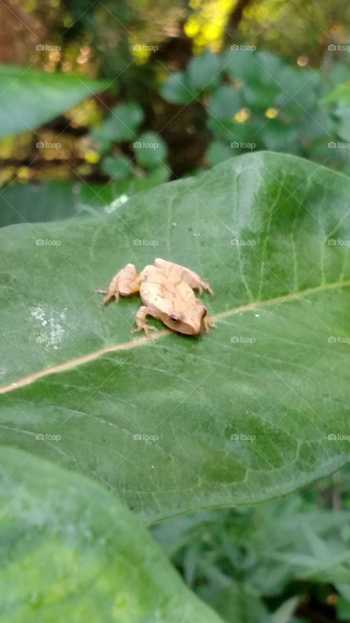 Little Tan Frog
