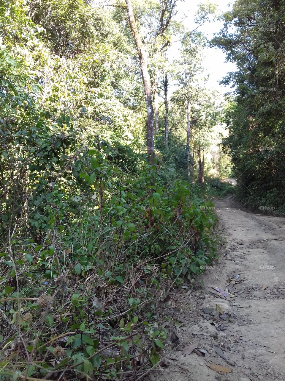 road turning in forest can bee seen far ahead as it either bends or vanishes in hillside or trees which stoood on either side