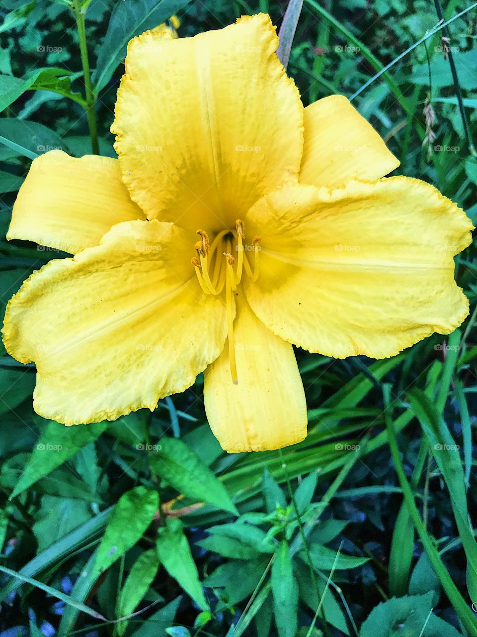 Yellow day Lilly!