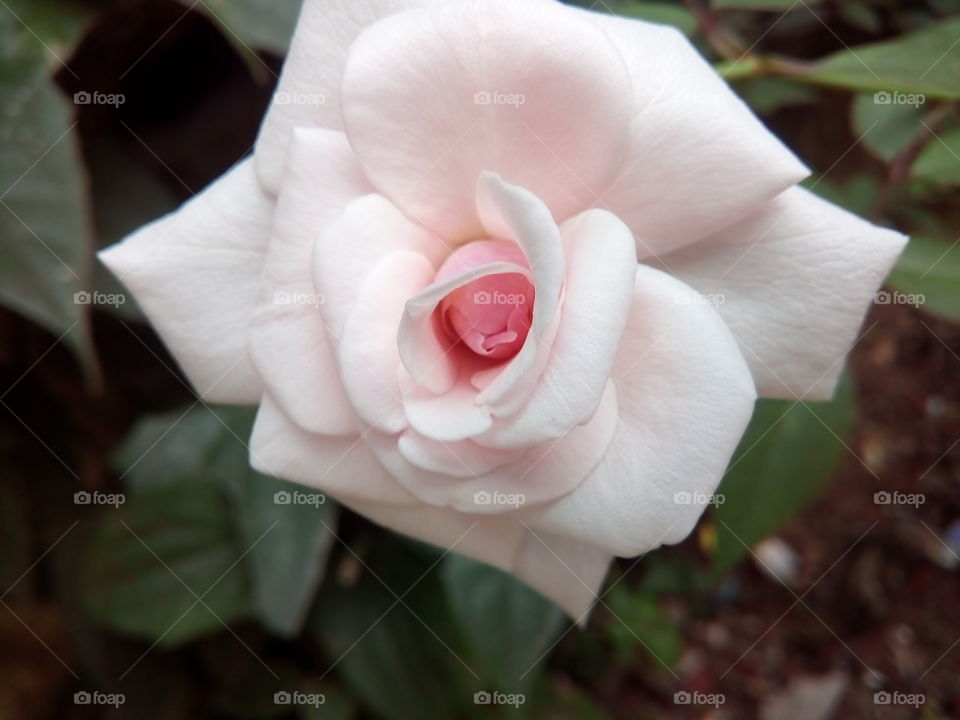Beautiful rose
