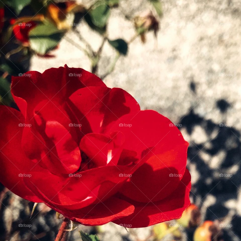 Red rose at the end of the summer