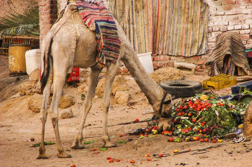 Camel eating food