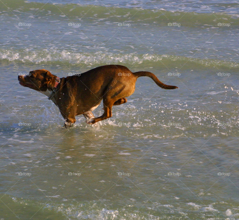Puppy Beach Play