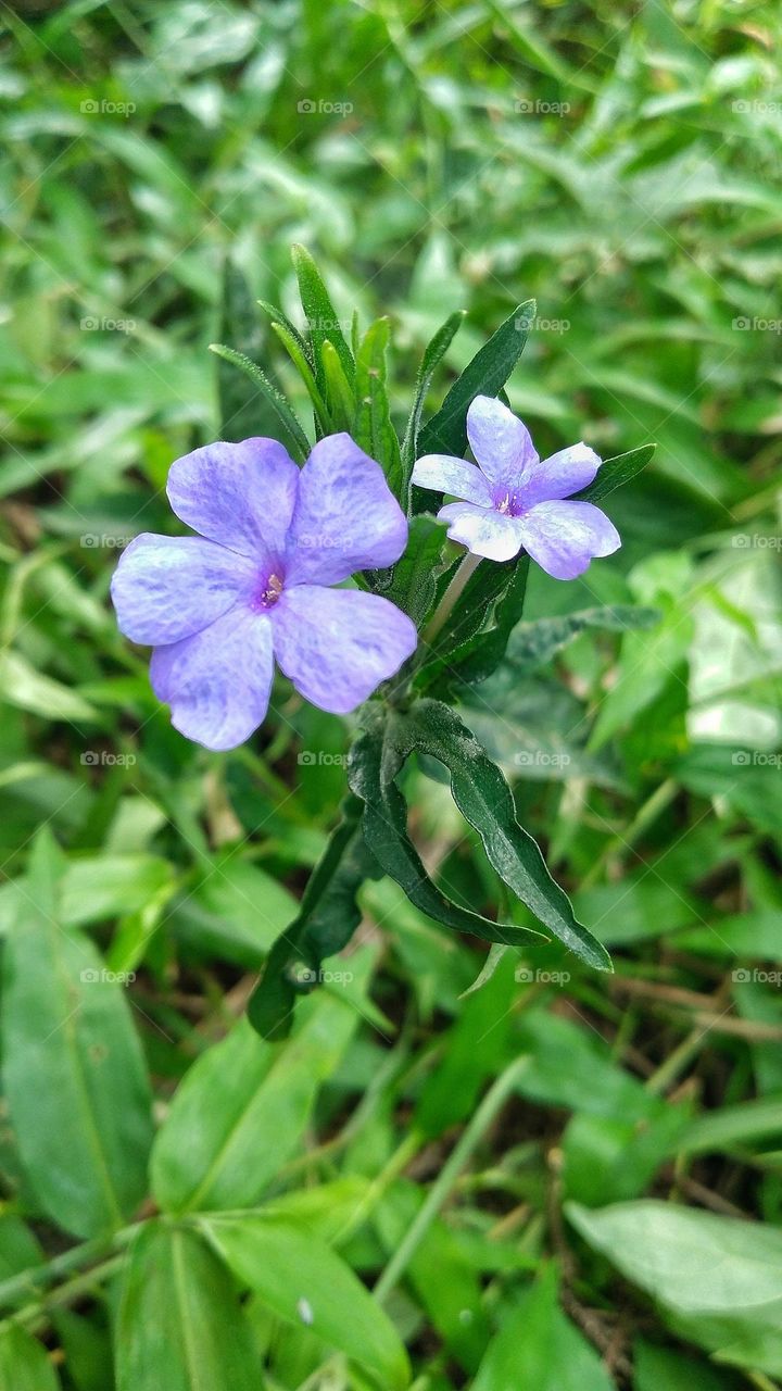 Beautiful flowers grow wild in the plantation