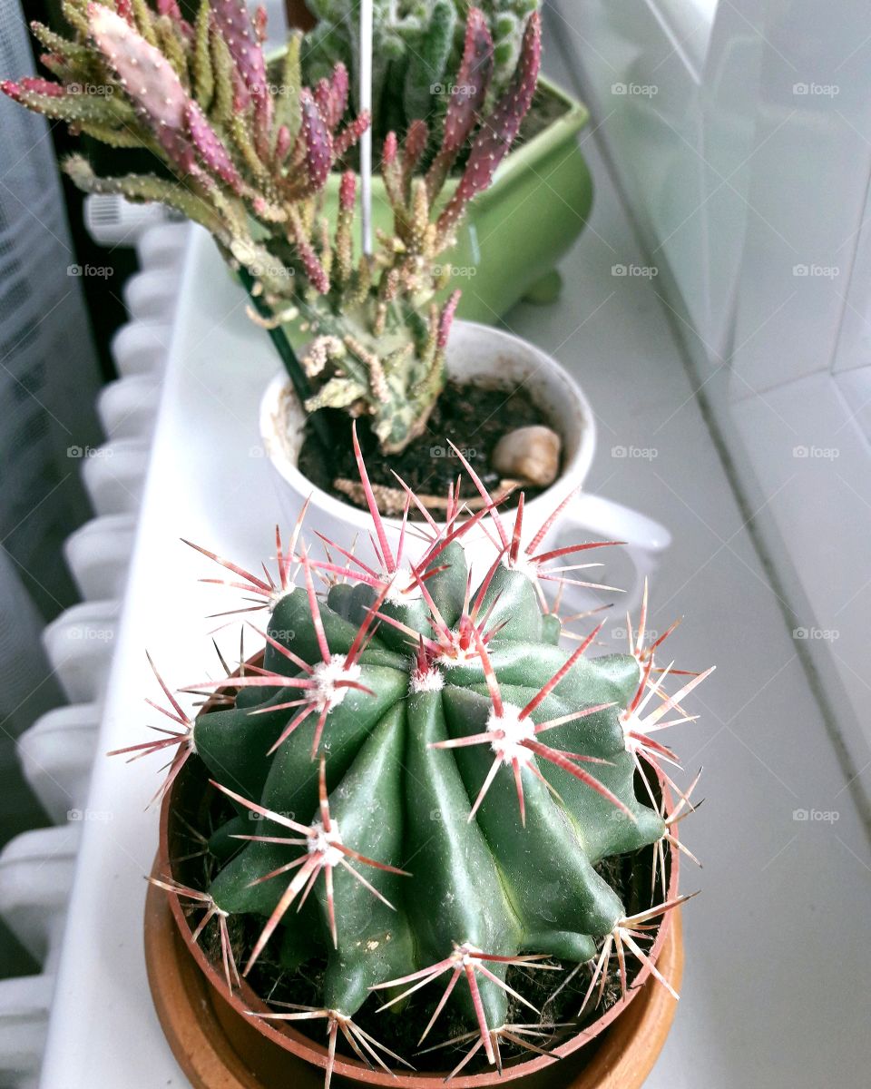 Cacti in window