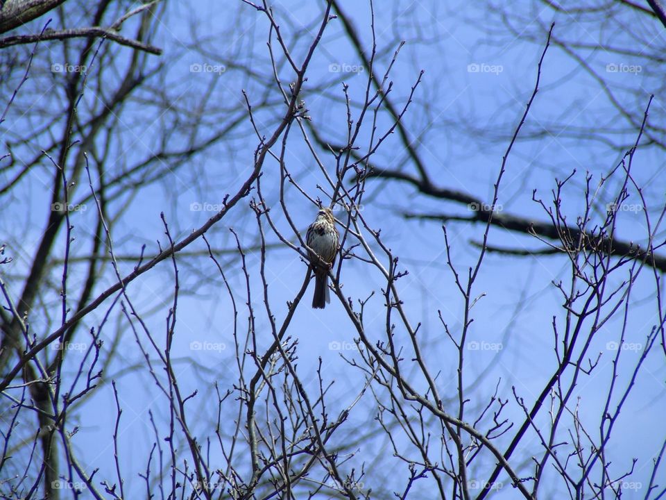 Bird in tree