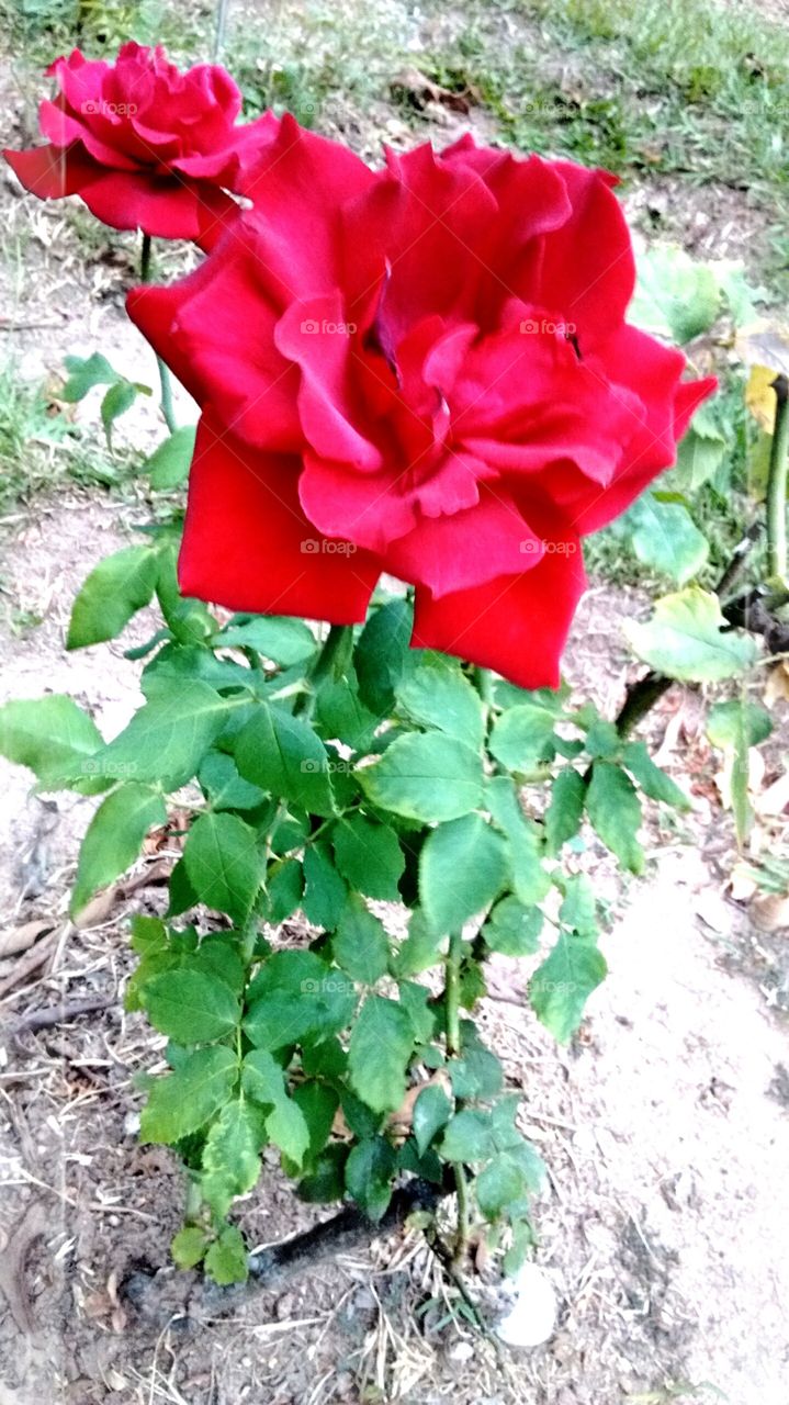 Flores maravilhosas do nosso jardim. Essas roseiras são belas e têm um perfume incrível! Vale a pena curti-las.