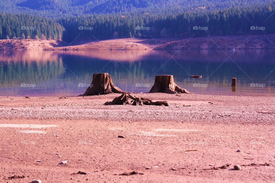 tree stumps