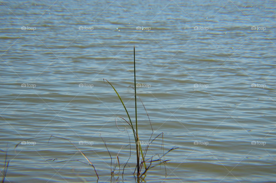 lake bulrush