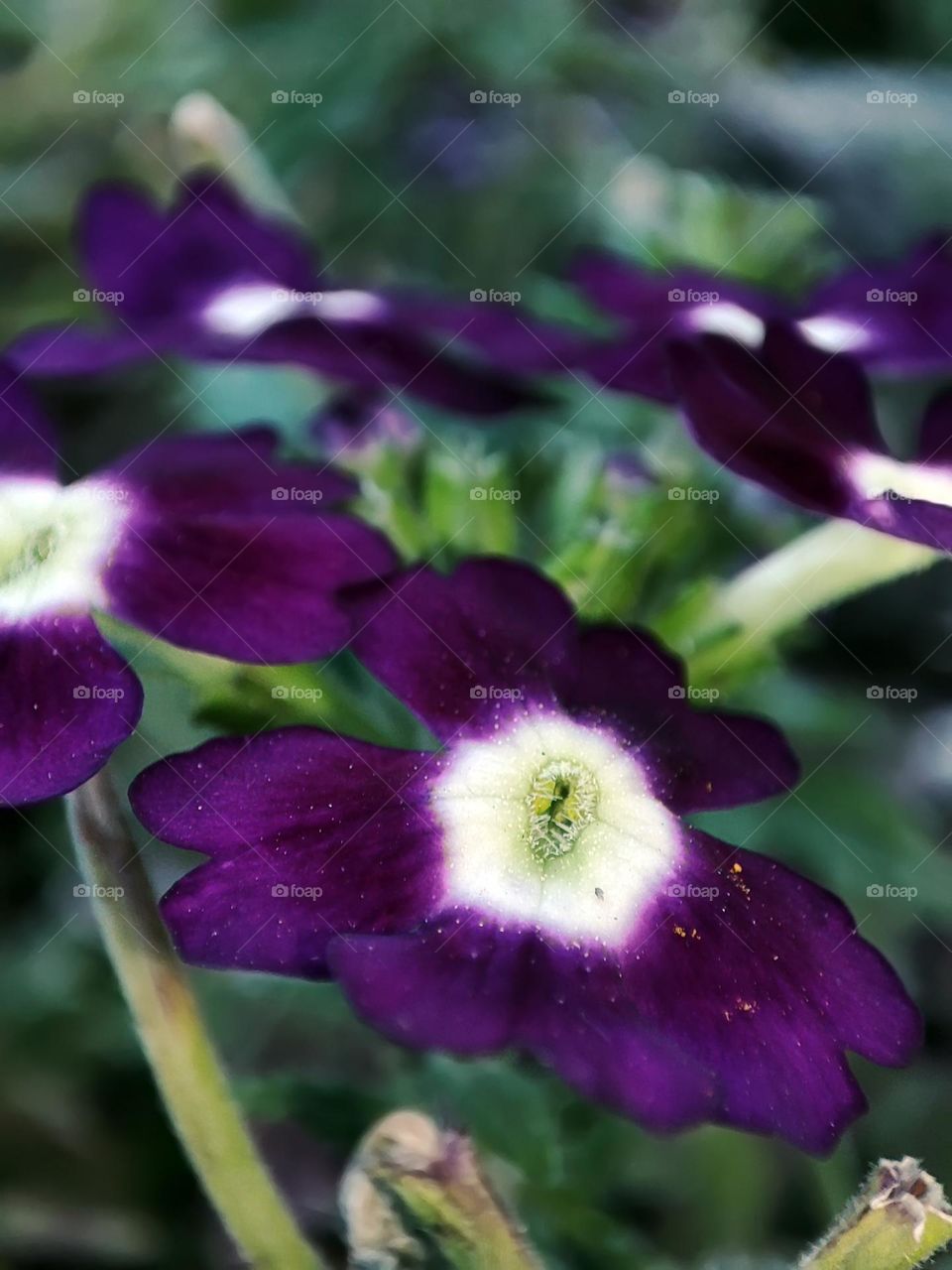 Macro photo of a flower growing in the garden