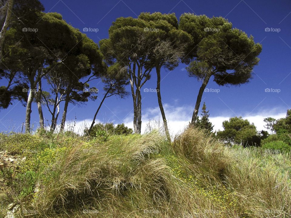 Trees. Beach