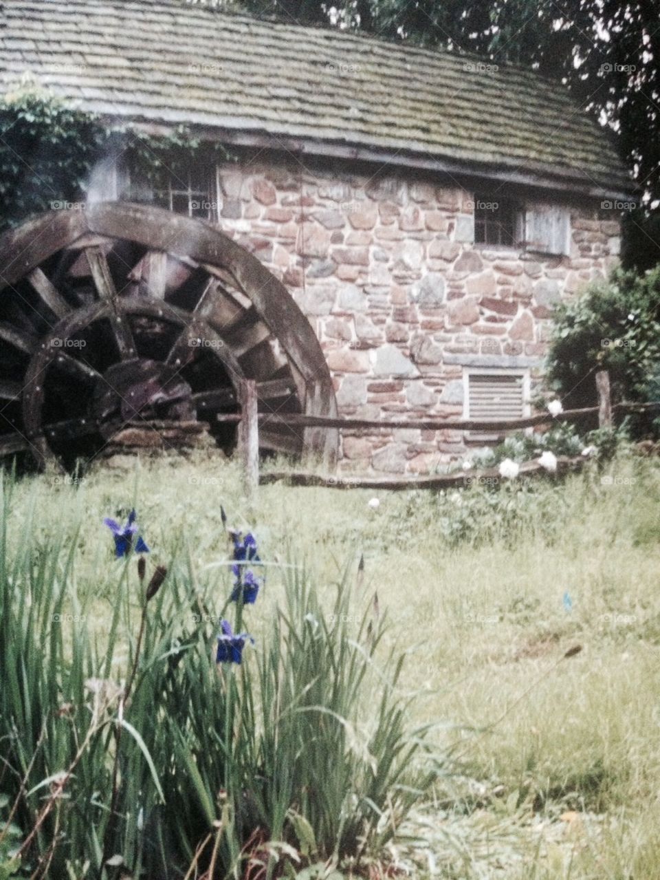 Mill with Irises