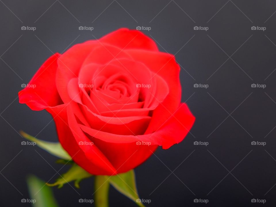 Red rose