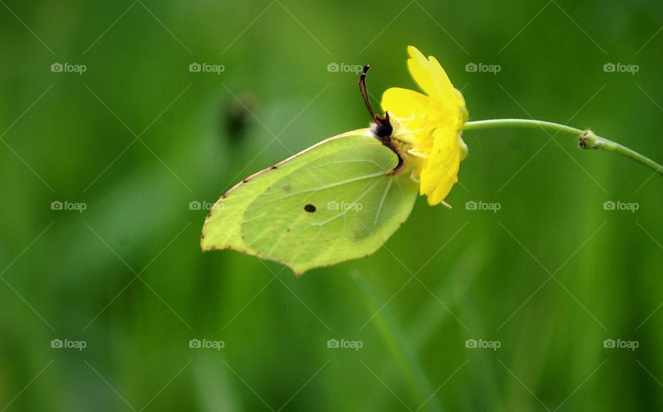 Close-up of butterfly on yellow flower