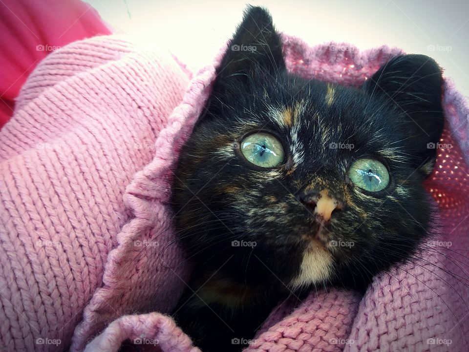 black cat covered in pink sweater