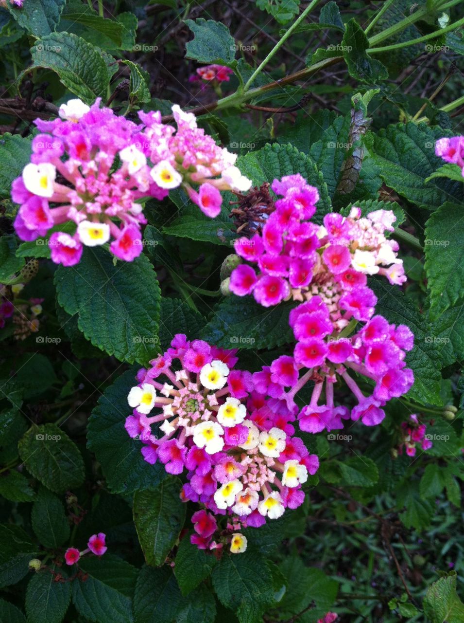 🌹 🇺🇸 Very beautiful flowers to brighten our day.  Live nature and its beauty. Did you like the delicate petals? / 🇧🇷 Flores muito bonitas para alegrar nosso dia. Viva a natureza e sua beleza. Gostaram das pétalas delicadas?