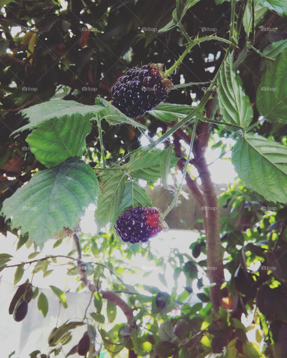 Fruta, deliciosa !!!! Frambuesa