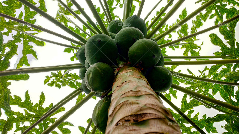 Papaya tree