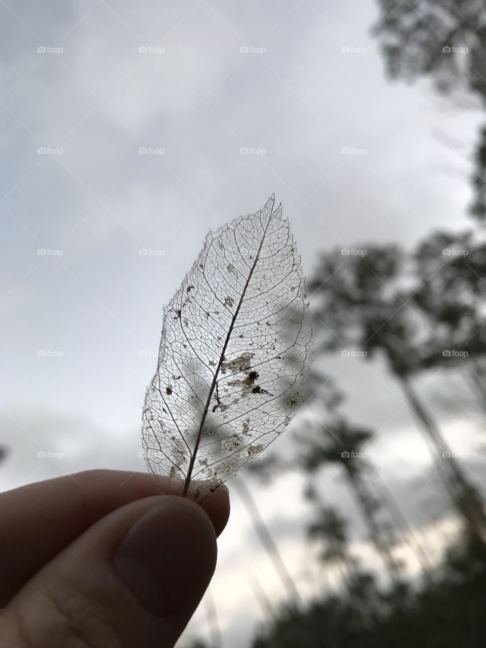 Transparent leaf and sky