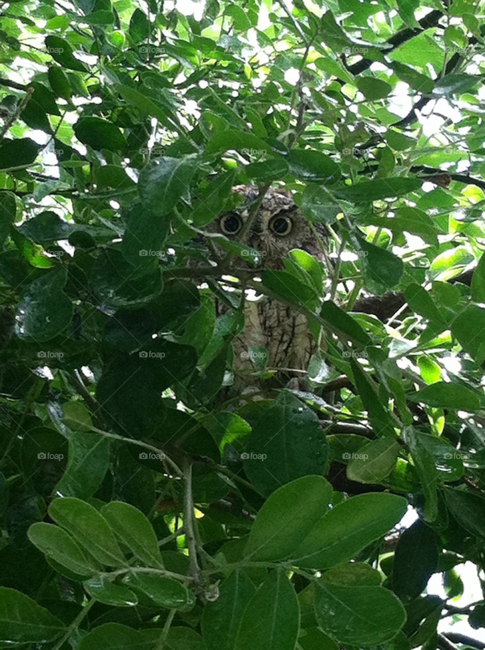 Owl in tree