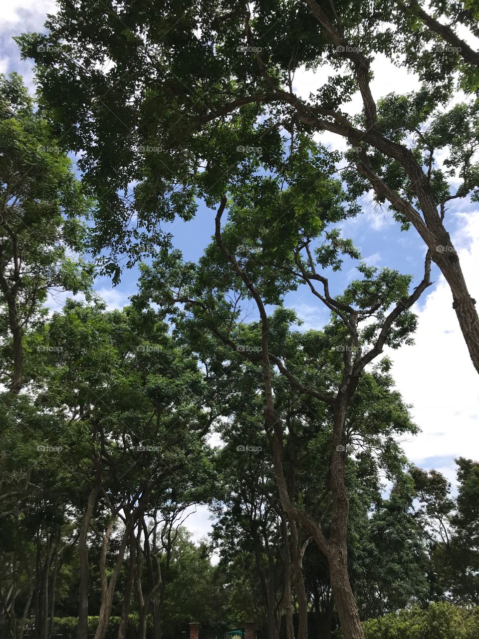 Beautiful old trees in park