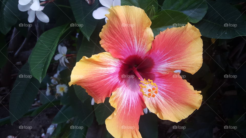 Hibiscus Flower