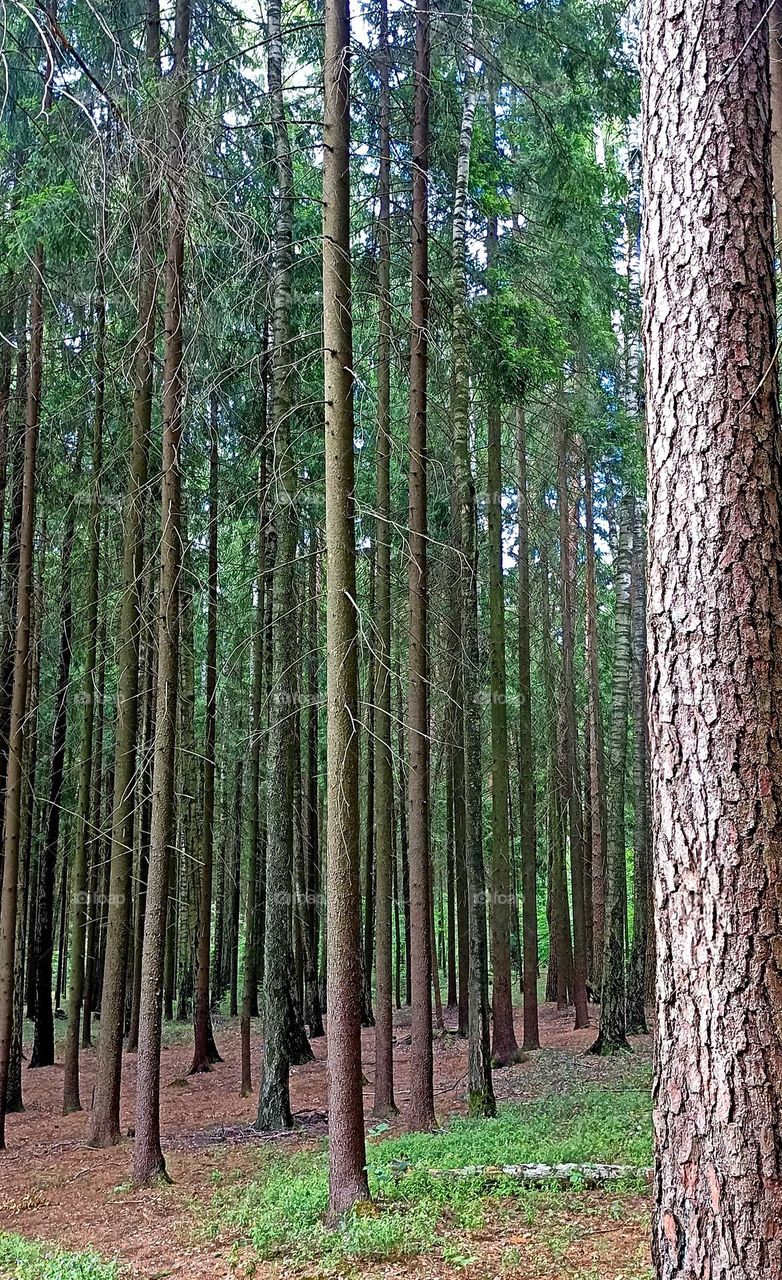 magic forest beautiful texture background