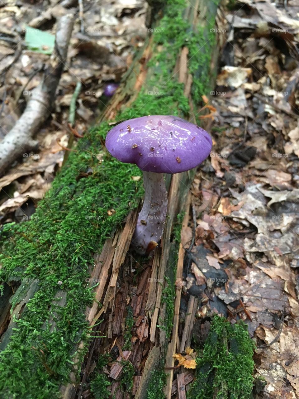 Mushroom Splendor 