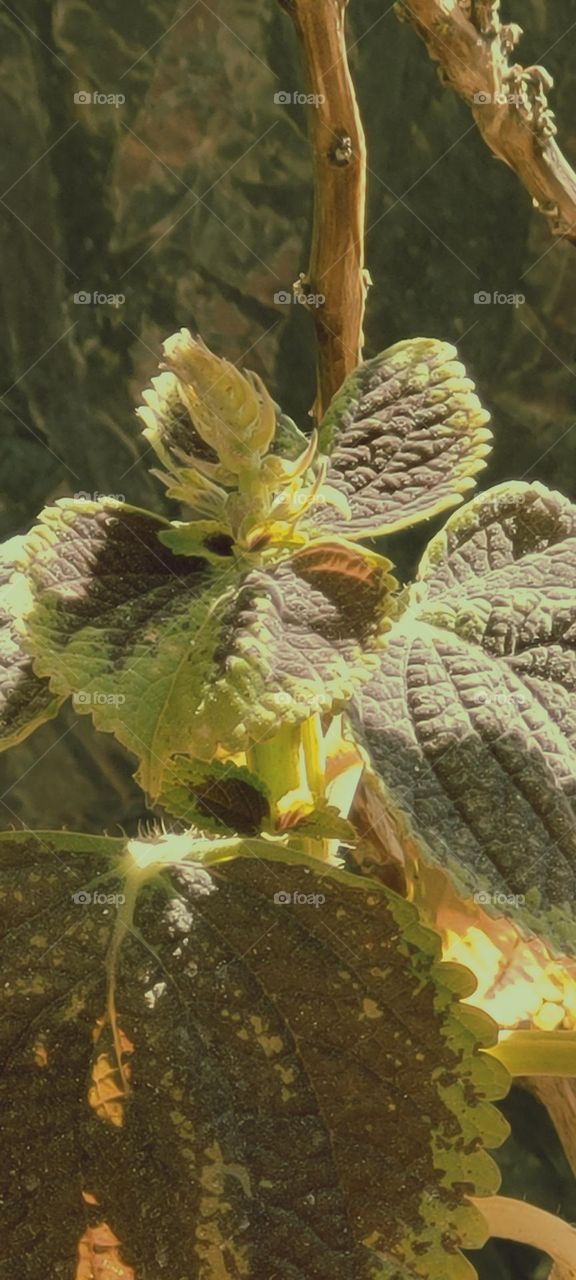 Growing Coleus Plants