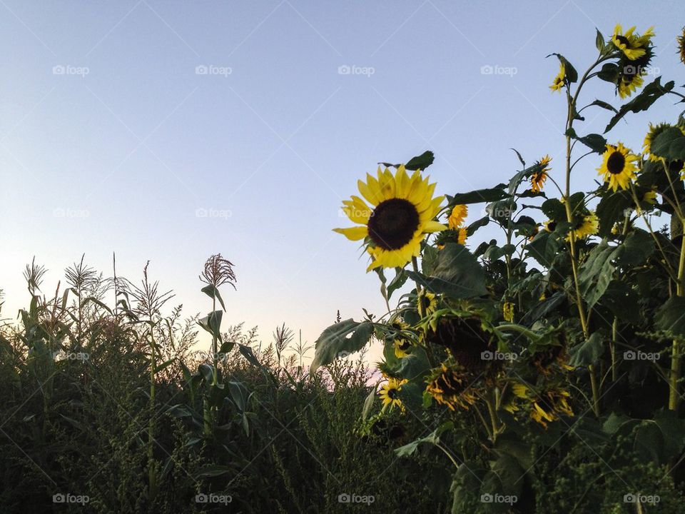 Sunflowers