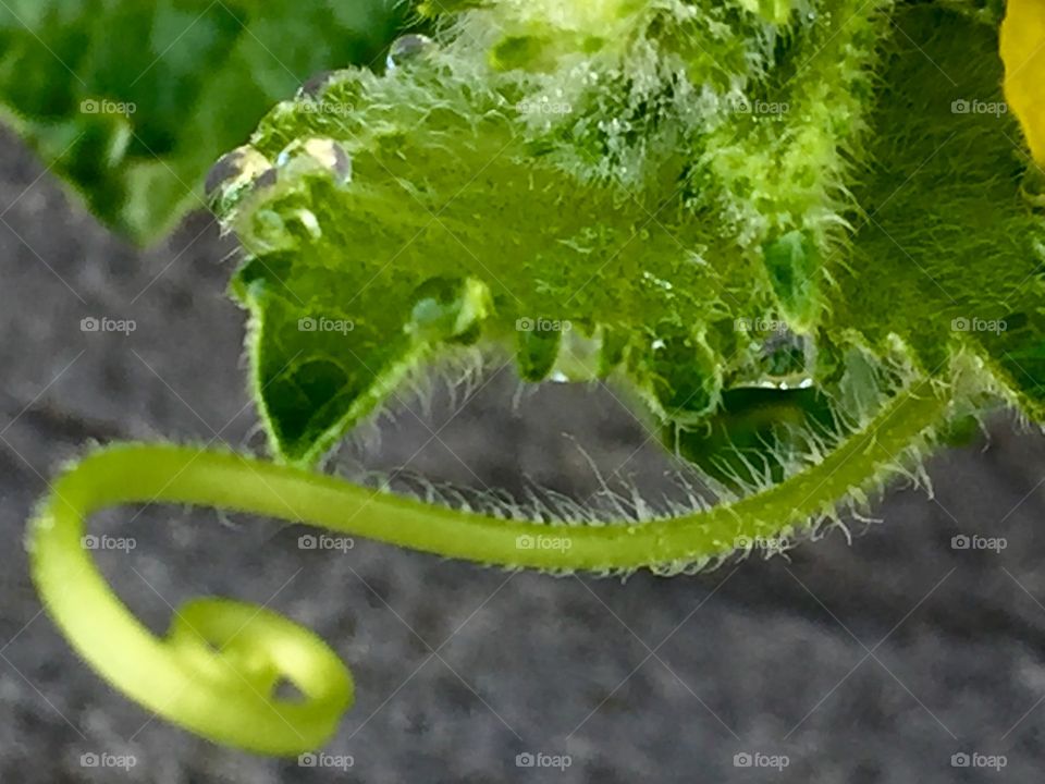 Cucumber vine
