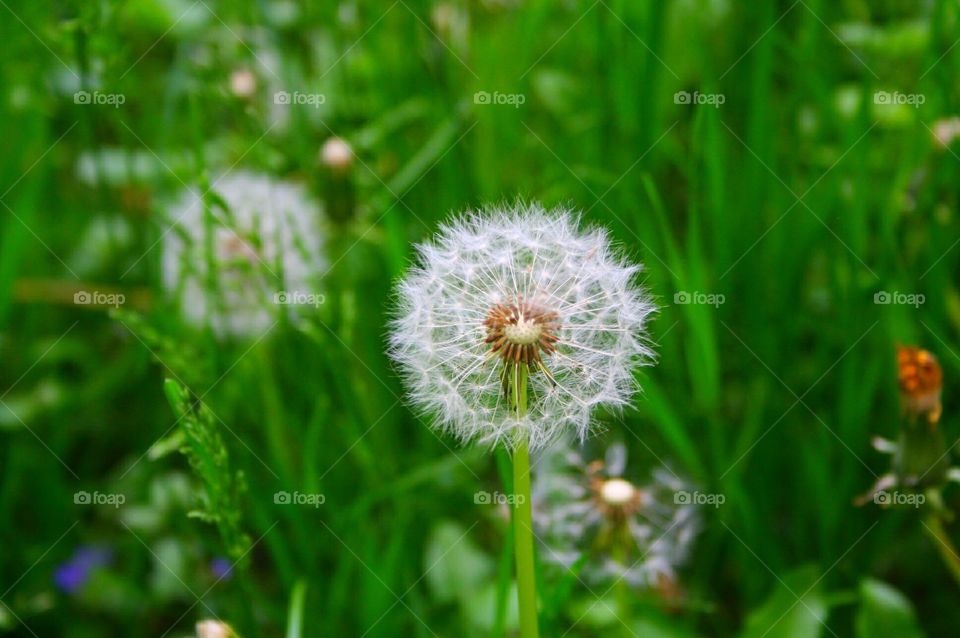 Dandelion