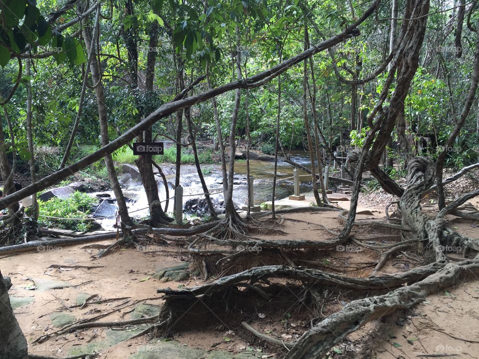 Jungle, Tropical, Wood, Tree, Nature