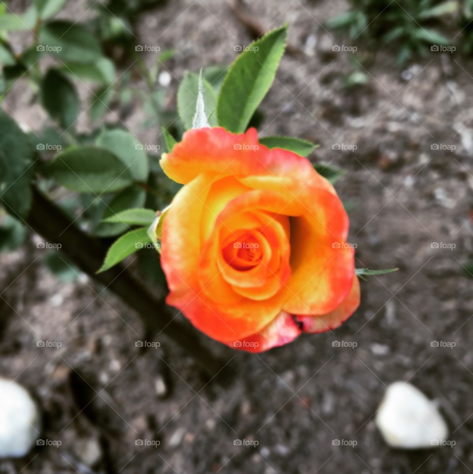 🌺Fim de #cooper!
Suado, cansado e feliz, curtindo a beleza das #roseiras do #jardim.
🏁
#corrida
#running
#flowers
#CorujãoDaMadrugada
#alvorada
#flor