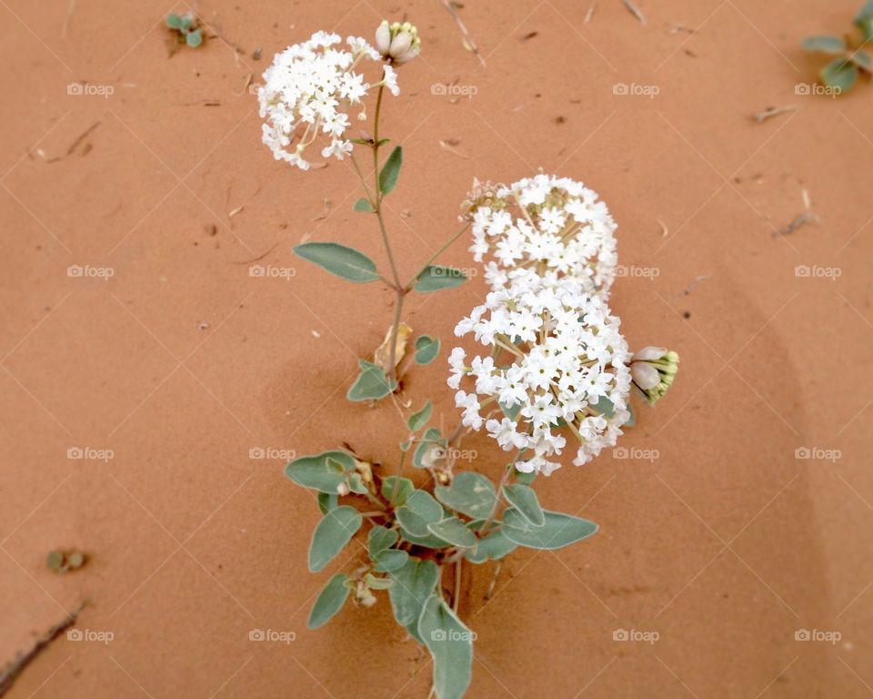 White Spherical flowers blooming on the sand