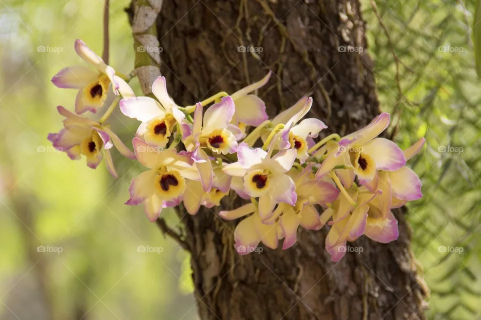 Orchid