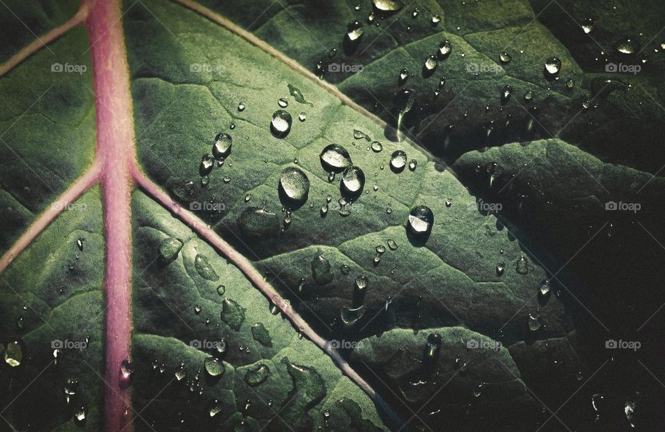 Raindrops on a cabbage leaf