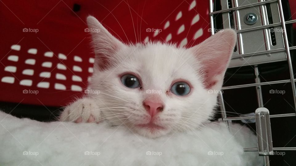 White Fluff Like a Cotton ball. This beautiful kittens name is Angel.